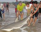 7'5" Bull Shark 7'5" Bull Shark