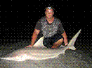 Jetty Sharker Jetty Sharker