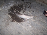 100_6891.JPG