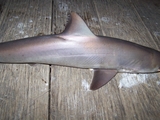 100_6945.JPG