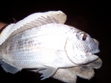 100_6966.JPG