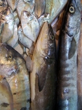 100_7083.JPG