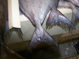 100_7084.JPG