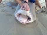 Filename=5~2.jpg
Filesize=302KB
Dimensions=800x600
Date added=Aug 05, 2009 5~2.jpg