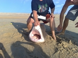 Filename=9~0.jpg
Filesize=359KB
Dimensions=800x600
Date added=Aug 05, 2009 9~0.jpg