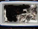 Filename=Black_drum_and_bullheads.jpg
Filesize=466KB
Dimensions=800x600
Date added=Jan 06, 2009 Black_drum_and_bullheads.jpg