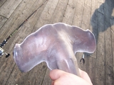 Bonnet6.JPG