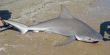 Bull_shark.JPG