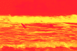 Filename=Bullshark.gif
Filesize=653KB
Dimensions=240x160
Date added=Jul 20, 2007 Bullshark.gif