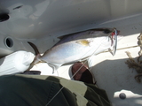 DSC00666.JPG