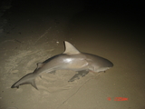 DSC03031.JPG