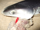 DSCF2985.JPG