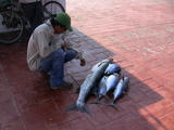 IMG_0244.jpg