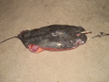 Picture_011~1.jpg