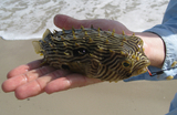 Porcupine_Puffer_1.jpg