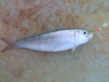 arabian_watermellon_shad.jpg