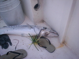 barracuda_Plya-del_1.JPG