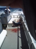 biting_the_boat.jpg