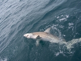 blacktip01.jpg