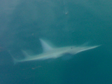blueguitarfishcloseup.jpg