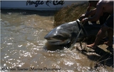 Filename=bull_shark1~0.JPG
Filesize=309KB
Dimensions=800x510
Date added=Jan 26, 2009 bull_shark1~0.JPG