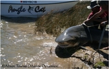 bull_shark2.JPG