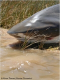 Filename=bull_shark3~0.JPG
Filesize=329KB
Dimensions=601x799
Date added=Jan 26, 2009 bull_shark3~0.JPG