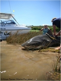Filename=bull_shark4~0.JPG
Filesize=306KB
Dimensions=601x799
Date added=Jan 26, 2009 bull_shark4~0.JPG