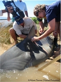 bull_shark5.JPG