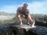 cow_shark_2.jpg