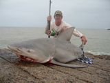 Filename=mongobull.jpg
Filesize=345KB
Dimensions=800x600
Date added=Mar 31, 2008 mongobull.jpg