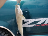 pins722-25_024.jpg