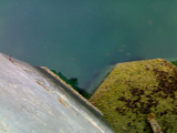 small_fish_by_pier.jpg