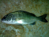 subaiti_seabream.jpg