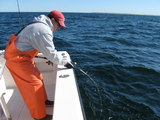 tunaCapeCod10-10-08006.jpg