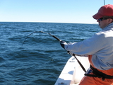 tunaCapeCod10-10-08017.jpg
