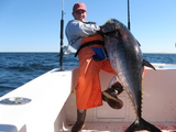 tunaCapeCod10-10-08023.jpg