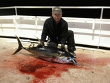 yellowfin_popper.jpg