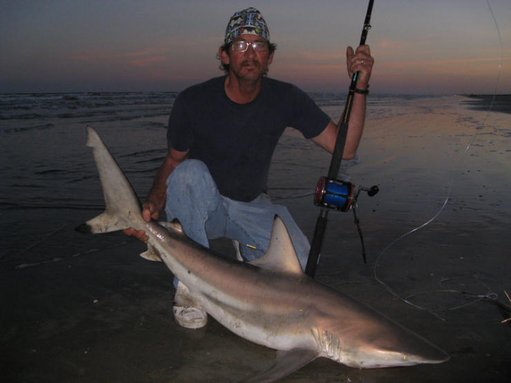 blacktip shark
