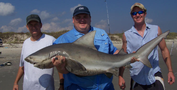 bull shark