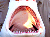 Blacktip shark jaws