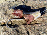 Mauled Shark Bait