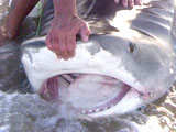 John Swanson with Tiger Shark