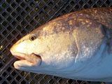 Texas redfish at the San Luis Pass Pier