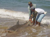 Shawncy Perez and Chris Romo at Sharkathon releasing the winning bull shark