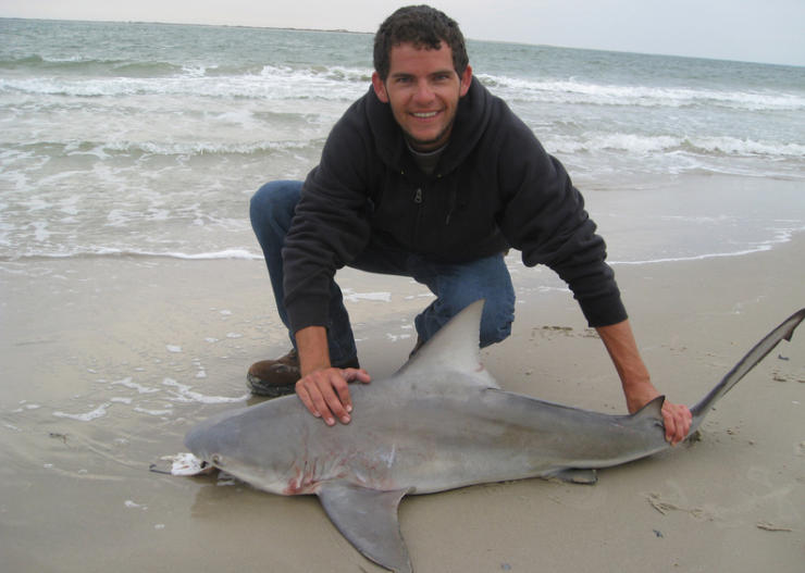 nice bull shark