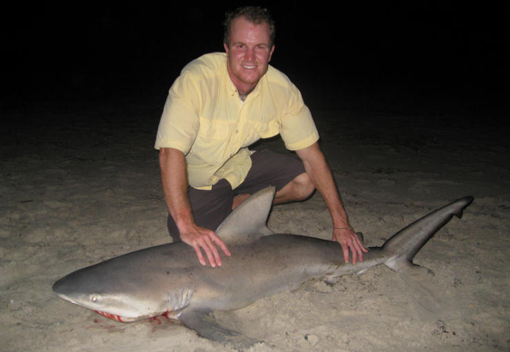 bull shark