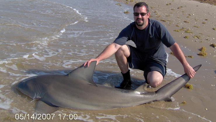 Bull Shark