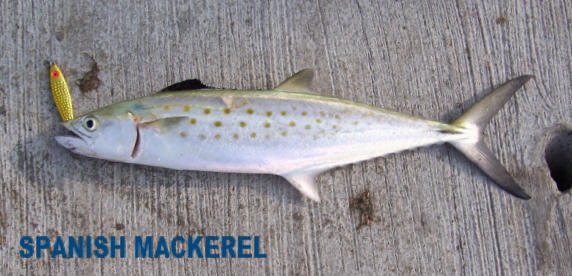 spanish-mackerel.jpg