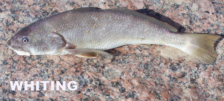 Gulf of mexico whiting